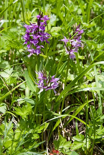 Dactylorhiza aristata